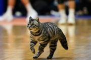 小猫闯入赛场!四川男篮:场馆周边流浪猫误入 将进行妥善安置